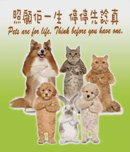 虐猫男留学被拒虐猫男留学被拒背后的故事与思考