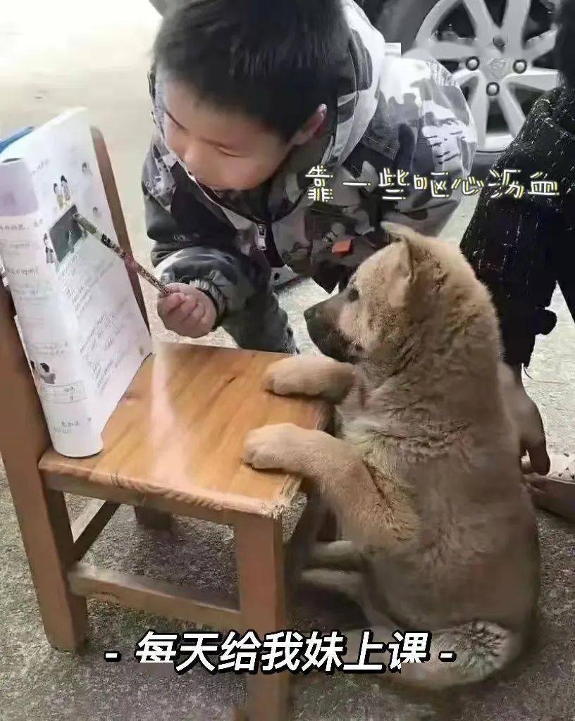 狗把作业撕了 表情包狗把作业撕了？表情包来袭！一起感受这猝不及防的灾难现场！